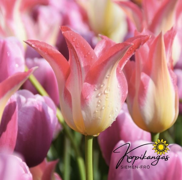 Myöhäinen tulppaani Myöhäinen tulppaani